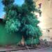 Frattamaggiore: La polemica continua sull’albero abbattuto in via Miseno, esposto del comitato AlbeRibelli