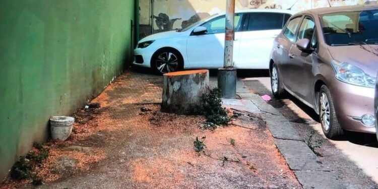 Frattamaggiore: La polemica continua sull’albero abbattuto in via Miseno, esposto del comitato AlbeRibelli