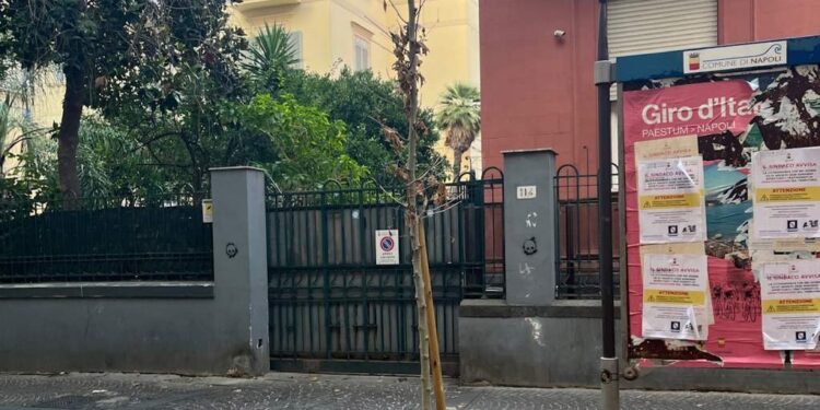 Vomero : Il verde è abbandonato, giovani alberi già morti