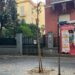 Vomero : Il verde è abbandonato, giovani alberi già morti