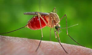 Qualiano: Donna di 72 anni muore per il virus West Nile