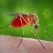 Qualiano: Donna di 72 anni muore per il virus West Nile