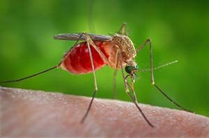 Qualiano: Donna di 72 anni muore per il virus West Nile