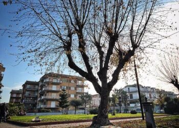 Frattamaggiore: Impegnati altri 15.000 € per completare il censimento degli alberi presenti sul territorio