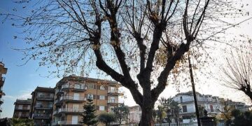 Frattamaggiore: Impegnati altri 15.000 € per completare il censimento degli alberi presenti sul territorio