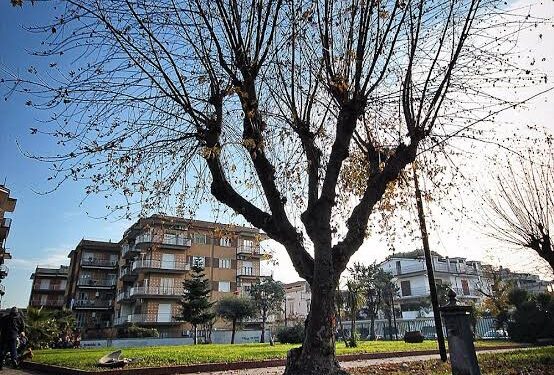 Frattamaggiore: Impegnati altri 15.000 € per completare il censimento degli alberi presenti sul territorio