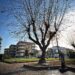 Frattamaggiore: Impegnati altri 15.000 € per completare il censimento degli alberi presenti sul territorio