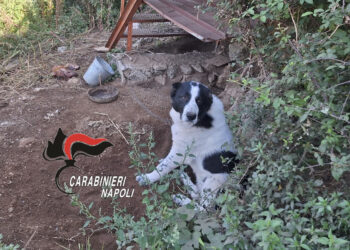 Agevola: Denunciato 52enne per maltrattamenti ai cani con cibo avariato e acqua sporca