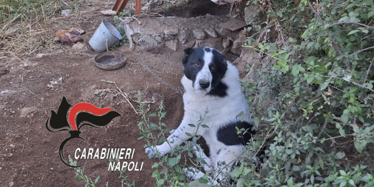Agevola: Denunciato 52enne per maltrattamenti ai cani con cibo avariato e acqua sporca