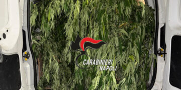 Torre Annunziata: Arrestano un 41 enne possessore di una piantagione di droga